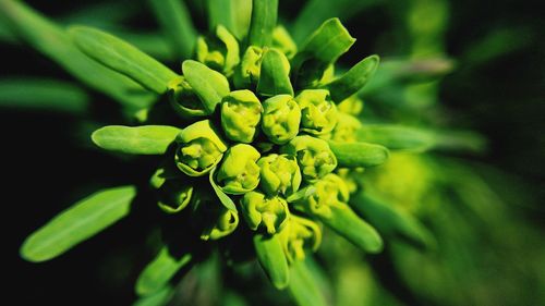 Close-up of green rose bud