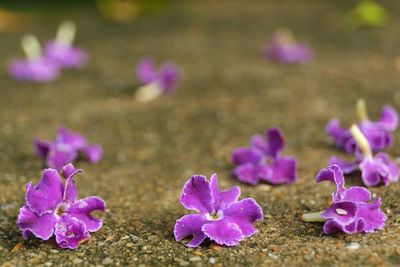 Close-up of purple crocus flowers