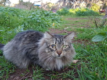 Portrait of cat sitting on field