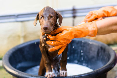 Adorable nova scotia duck tolling retriever puppy washing by water spray after soaping on bucket