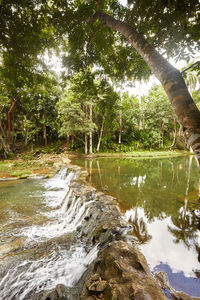 Scenic view of lake in forest