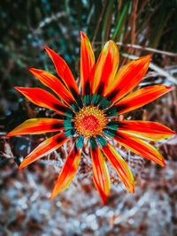 Close-up of orange flower