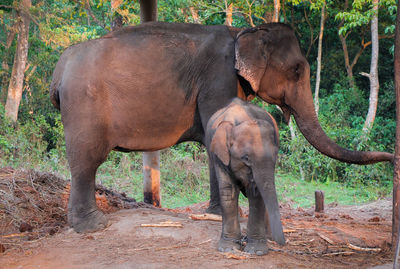 Elephant standing in forest