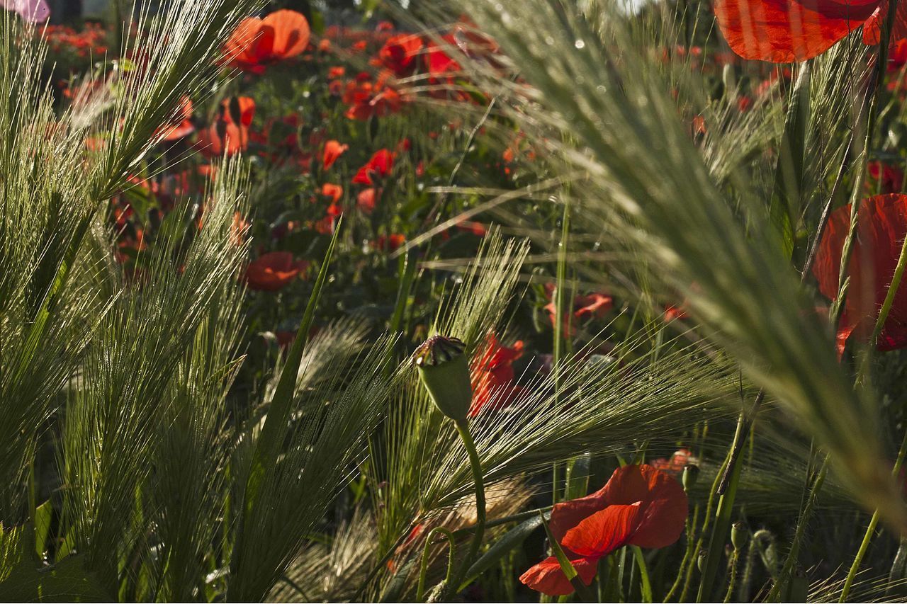 CLOSE-UP OF RED FLOWERING PLANT