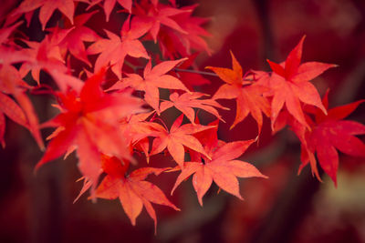 Close-up of red maple leaves