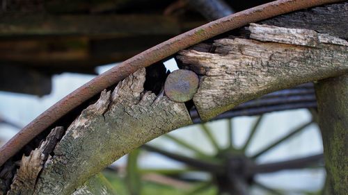 Close-up of rusty metallic object