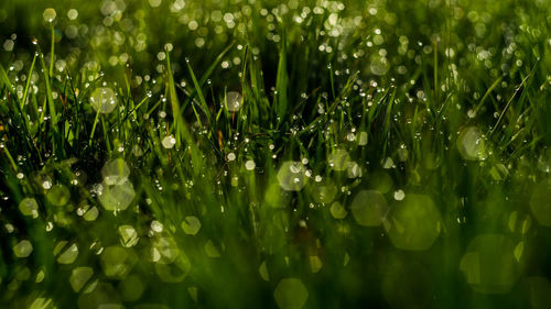 Close-up of wet plants on field during rainy season
