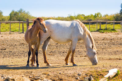 Horses in the field