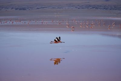 Greater flamingos flying over a lake in bolivia 