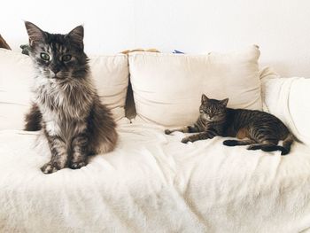 Cat sitting on sofa at home