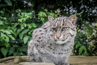 Portrait of a cat