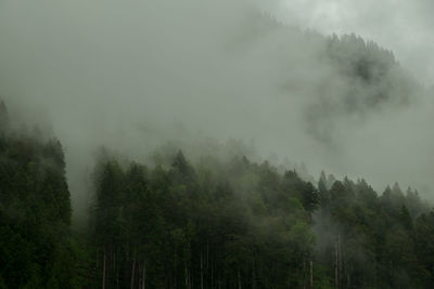 Trees in forest during foggy weather