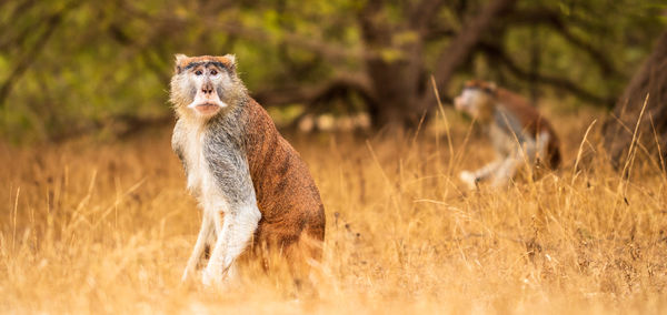 Portrait of a monkey on field