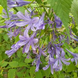 Close-up of purple flowers blooming outdoors