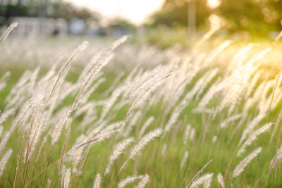 Grass field in the sunset