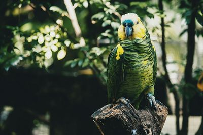 Close-up of bird perching on tree trunk