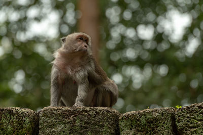 Monkey sitting on rock