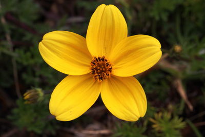 Close-up of yellow flower