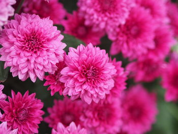 Close-up of pink flowering plants