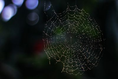 Close-up of spider web