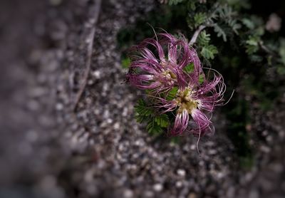 Close-up of purple flower