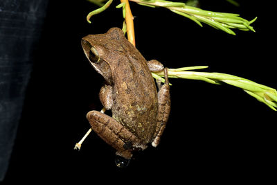 Close-up of frog on branch against black background