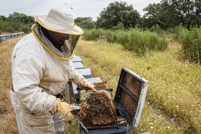 Rural and natural beekeeper, working to collect honey from hives