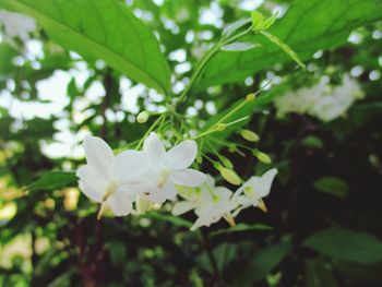 Close-up of white flowers blooming outdoors