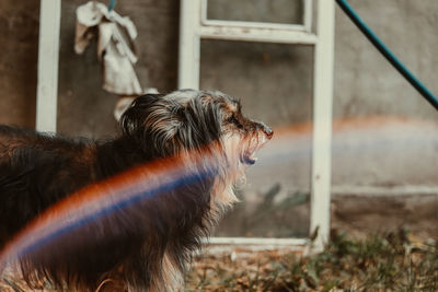 Close-up of a dog on field