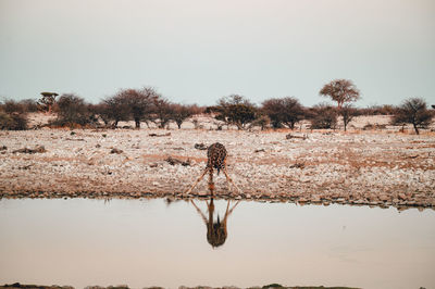 Rear view of man walking on field