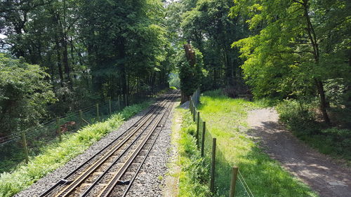 Railroad tracks amidst trees