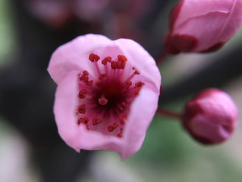 Close-up of pink flower