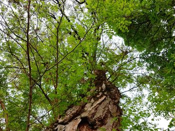 Low angle view of trees in forest