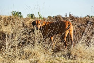 Dog standing on field against sky