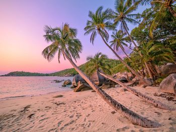 Palm trees on beach against sky during sunset