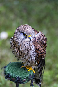 Close-up of owl perching on plant