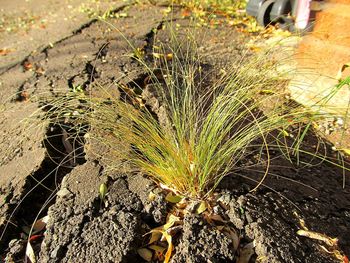 High angle view of plant