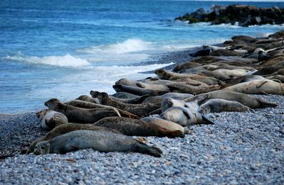 Herd of seals resting at beach
