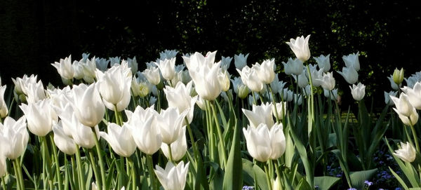 Close-up of white flowers