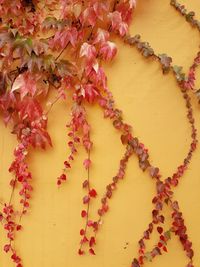 Full frame shot of red flowering plant