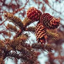 Close-up of pine cone on branch