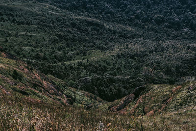 Full frame shot of trees on mountain