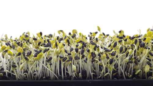 Close-up of plants growing on field against clear sky