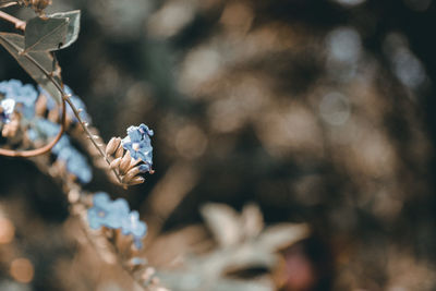Close-up of dried plant