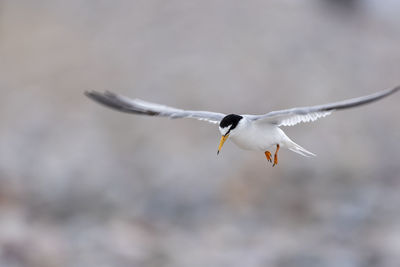 Seagull flying