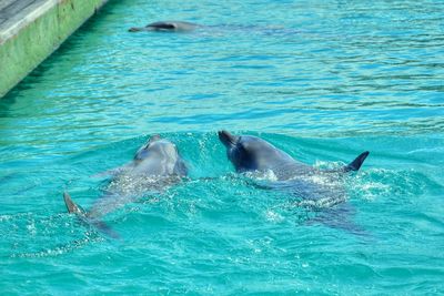 Dolphins swimming in sea