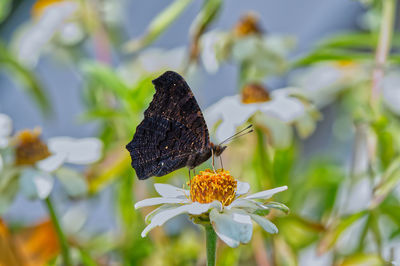 Close-up of butterfly pollinating on flower