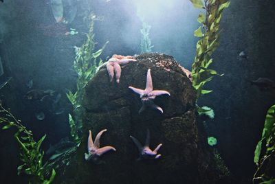 Close-up of ducks swimming in aquarium