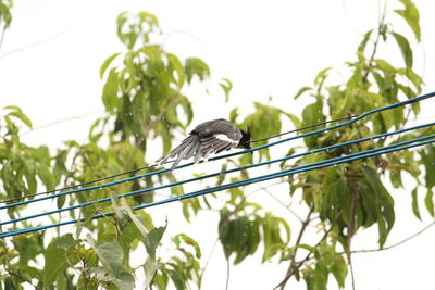 Bird perching on a branch