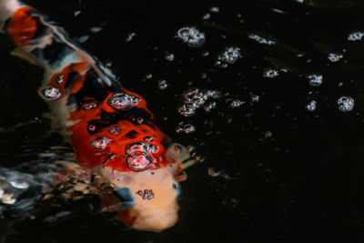 High angle view of koi carps swimming in sea